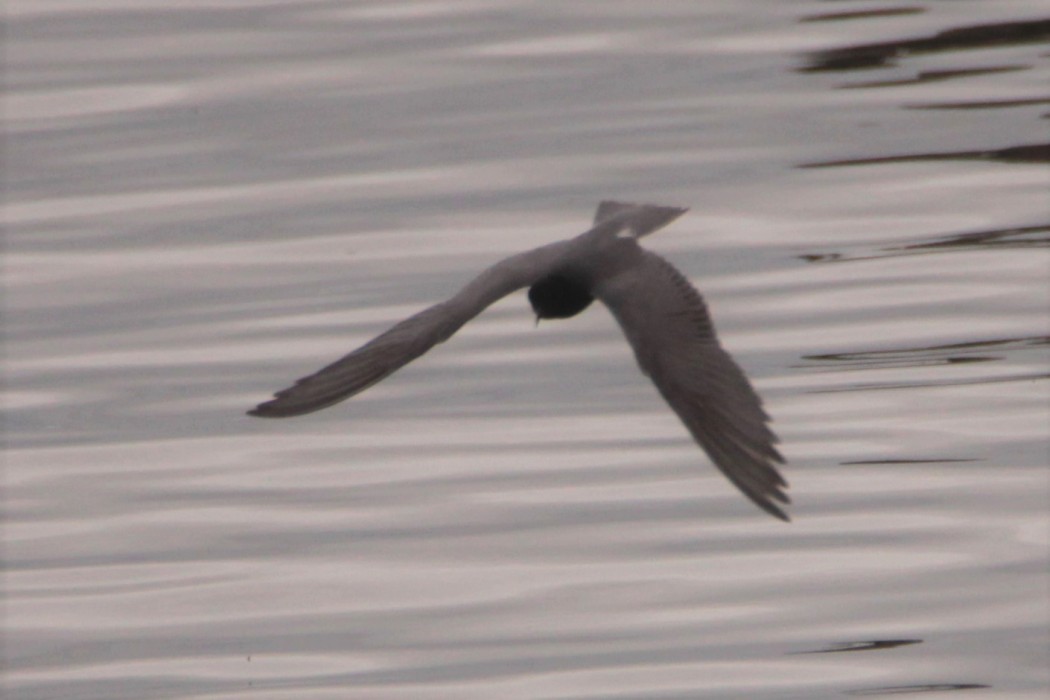 Black Tern