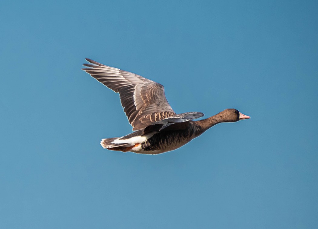 Greater White-fronted Goose