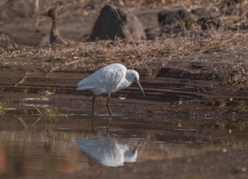 Little Egret