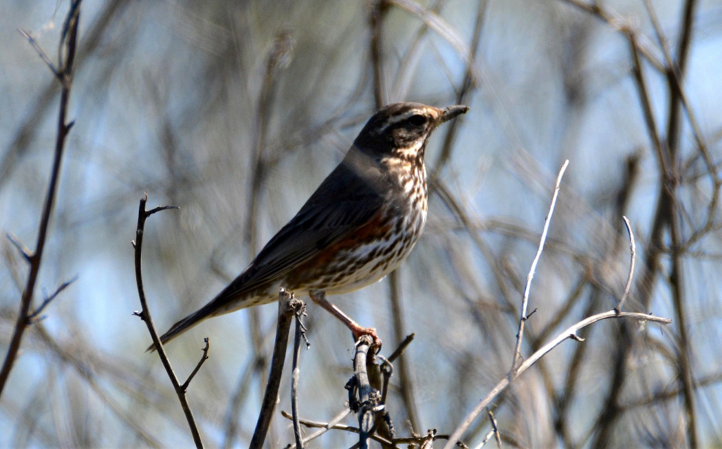 Redwing