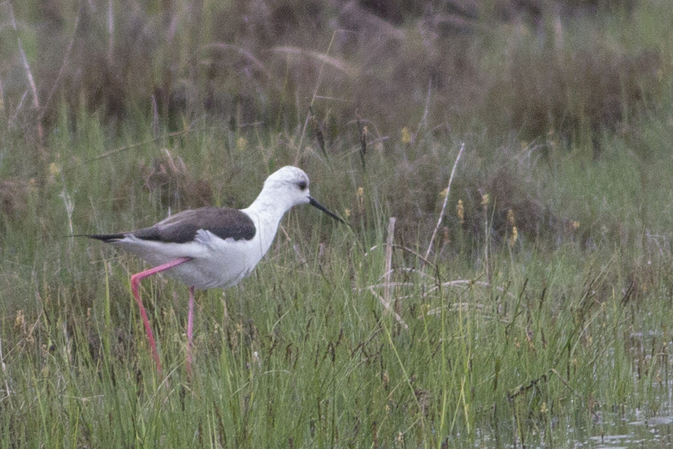 Black-winged Stilt