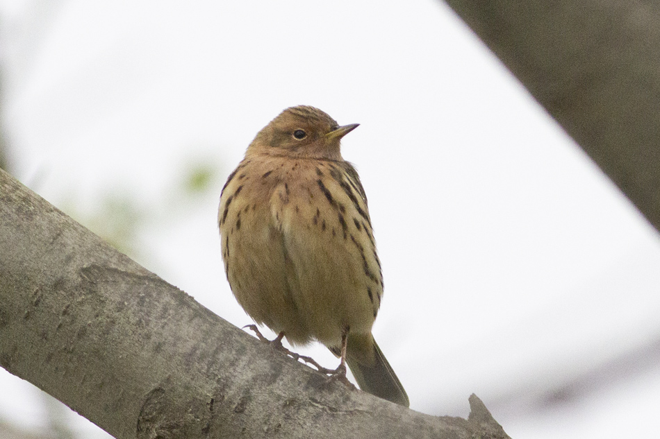 Red-throated Pipit