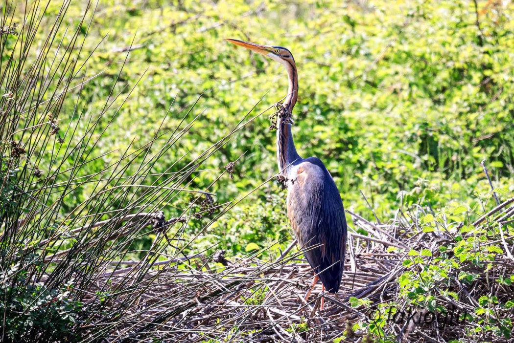 Purple Heron