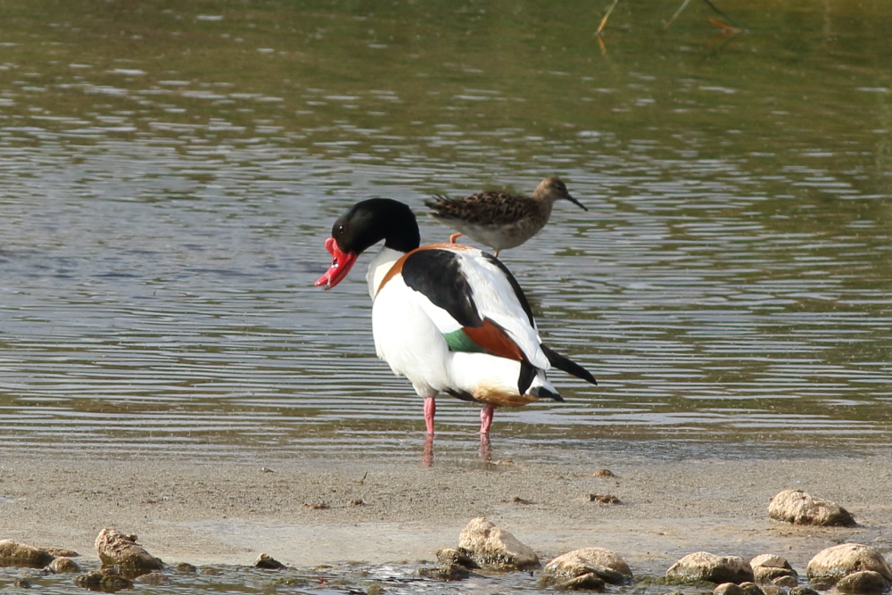 Common Shelduck