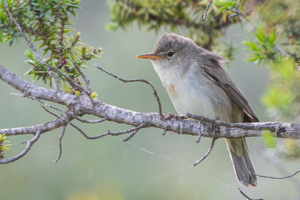 Olive-tree Warbler