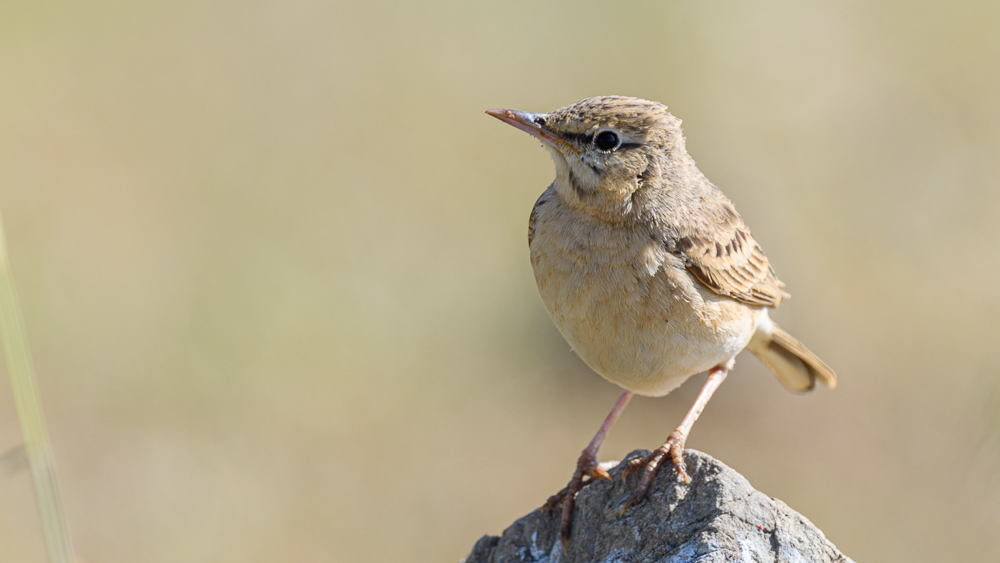 Tawny Pipit