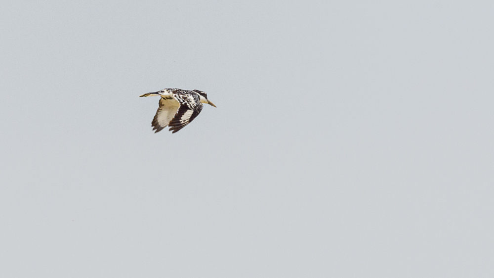 Pied Kingfisher