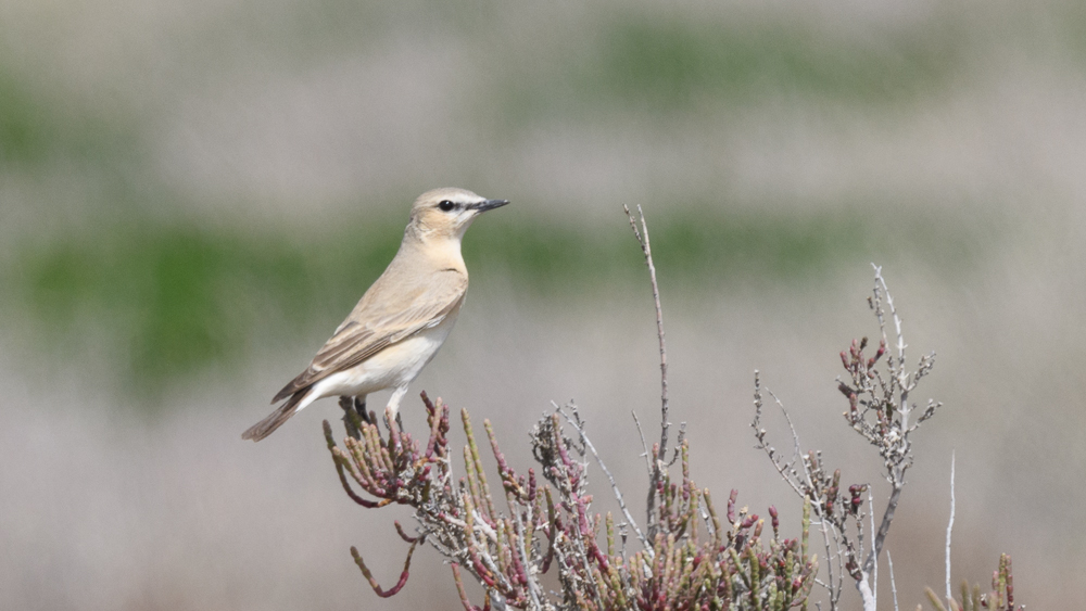 Isabelline Wheatear