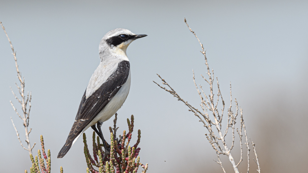 Northern Wheatear