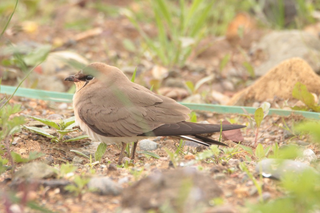 Black-winged Pratincole