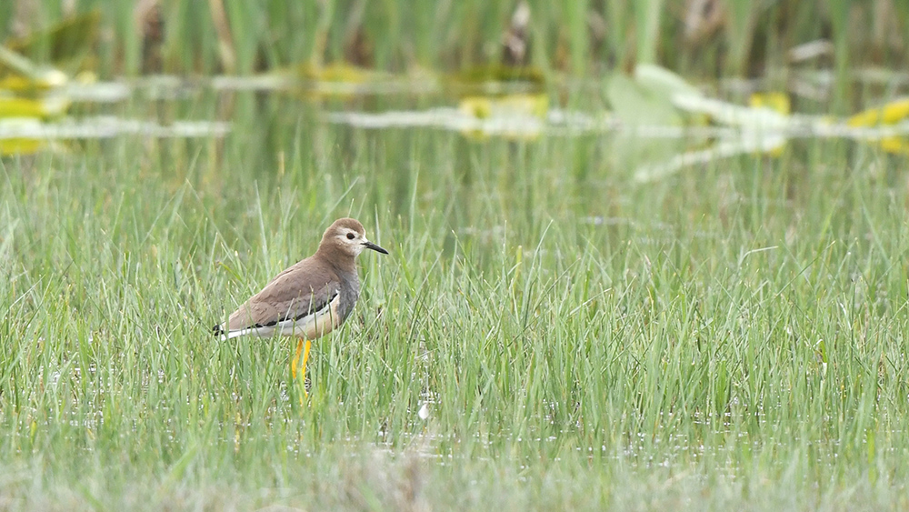 White-tailed Lapwing