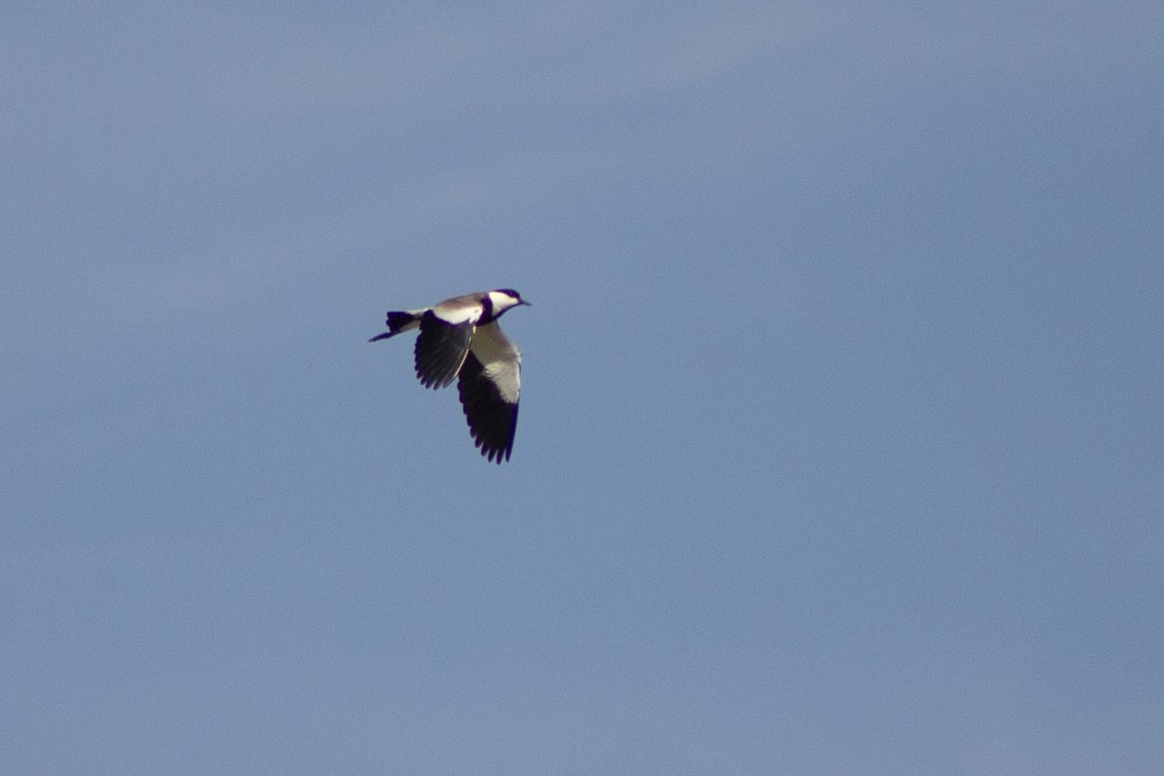 Spur-winged Lapwing