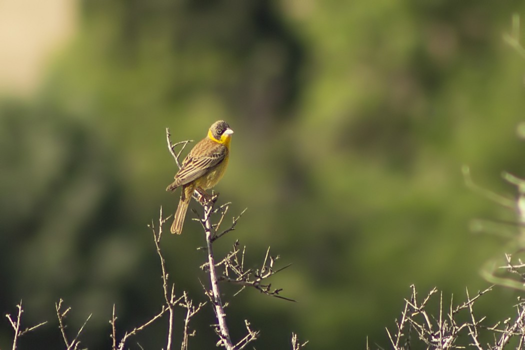 Black-headed Bunting
