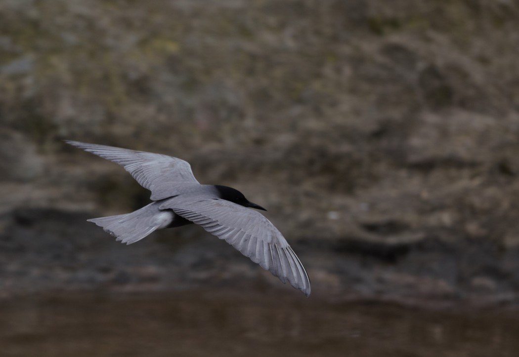 Black Tern