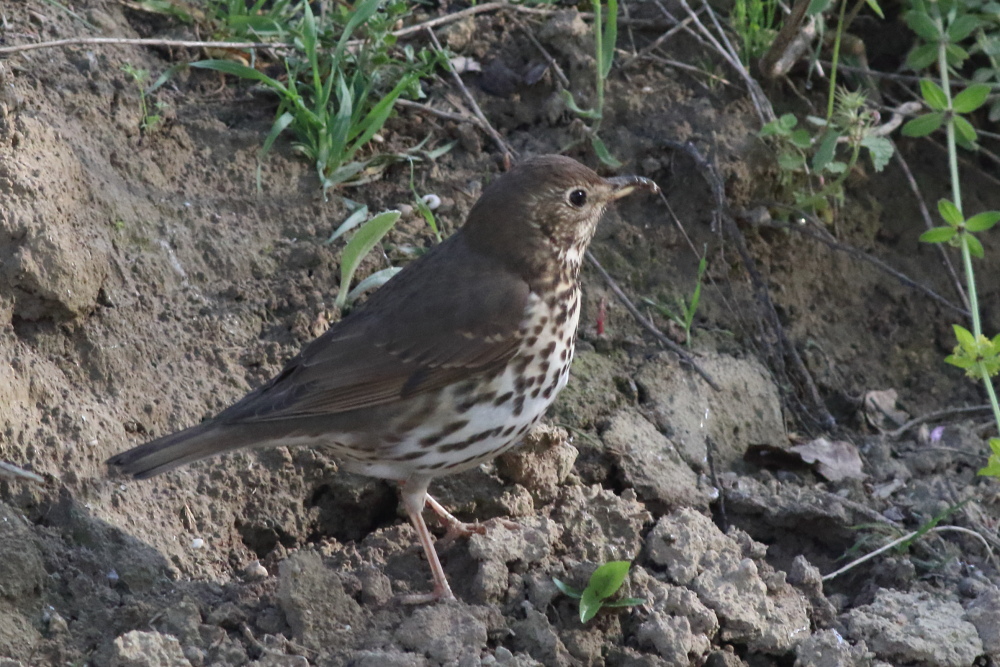 Song Thrush