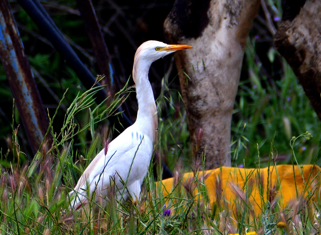 Western Cattle Egret