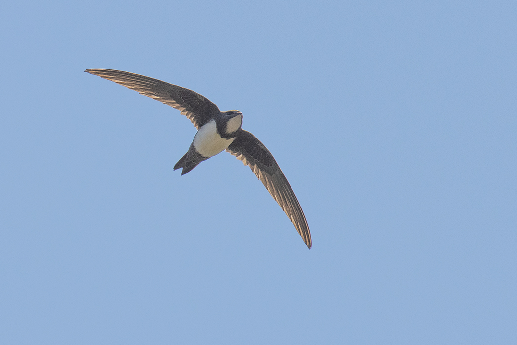 Alpine Swift