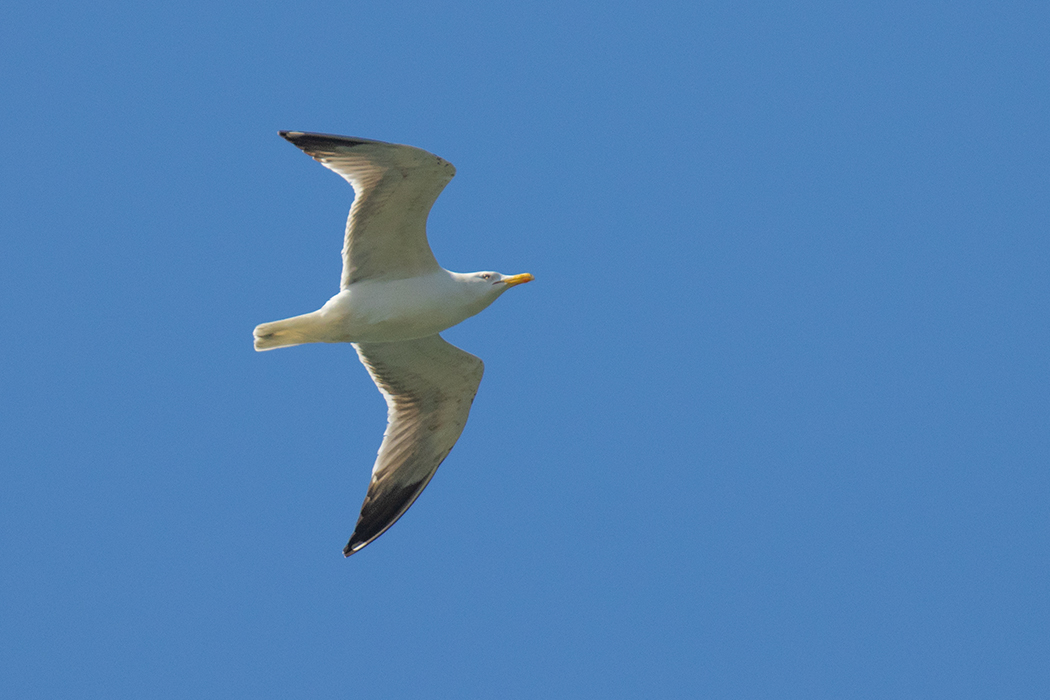 Yellow-legged Gull