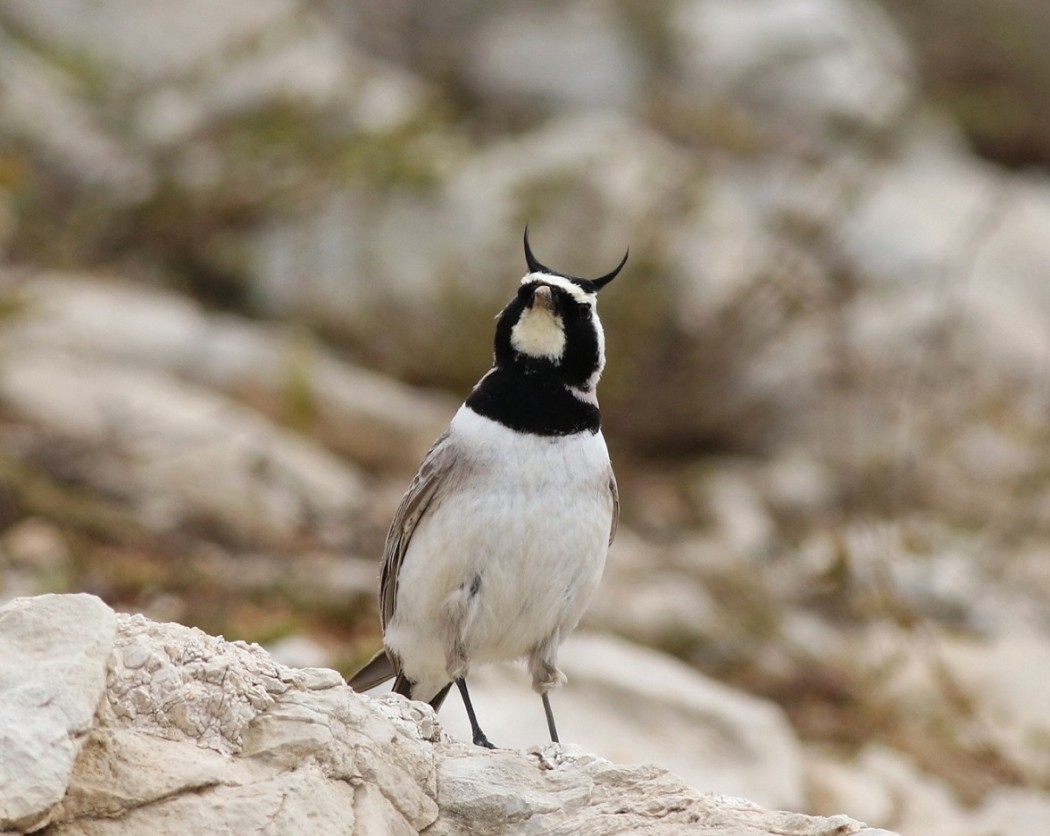 Horned Lark