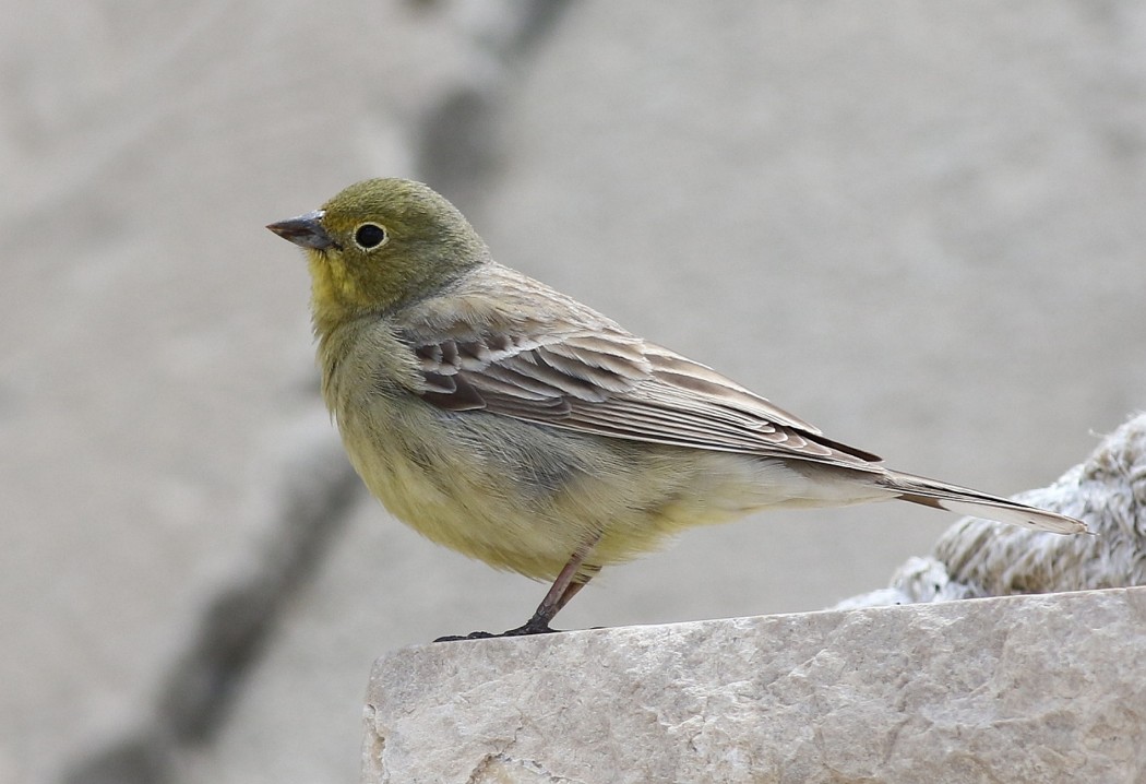 Cinereous Bunting
