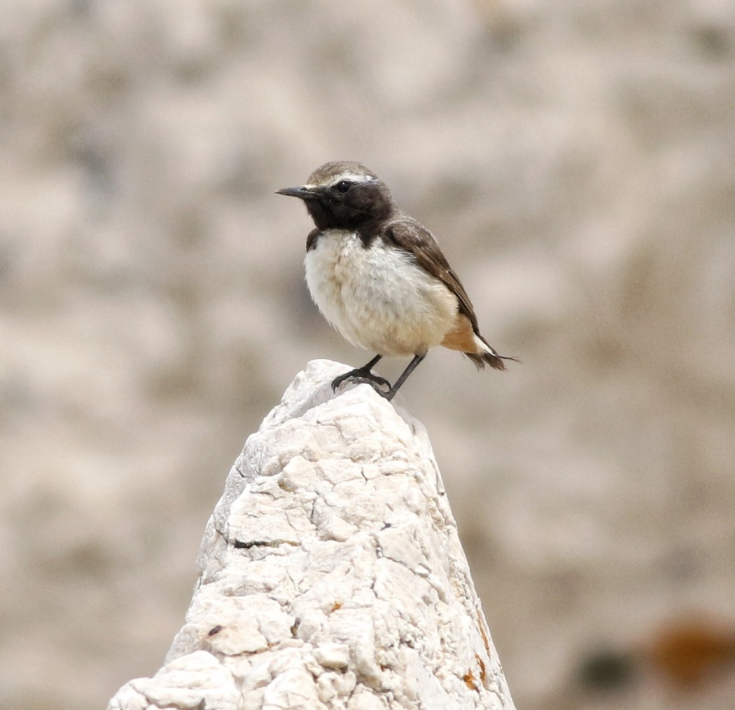 Red-tailed Wheatear