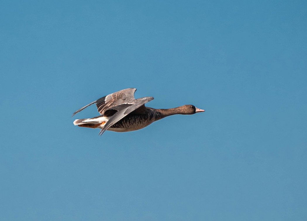 Greater White-fronted Goose