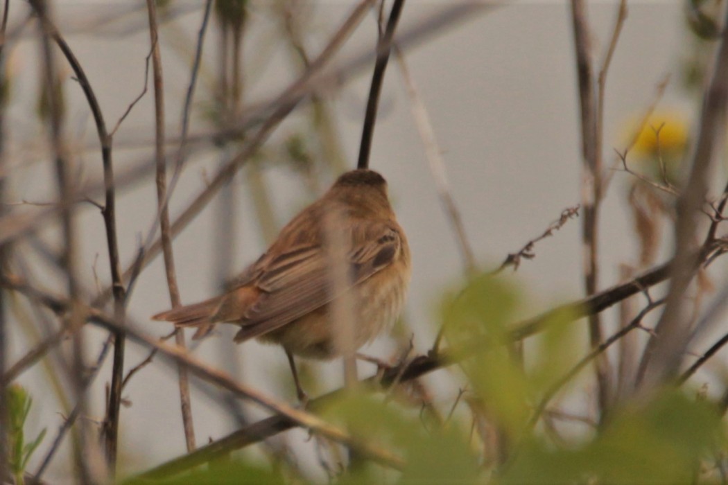 Sedge Warbler
