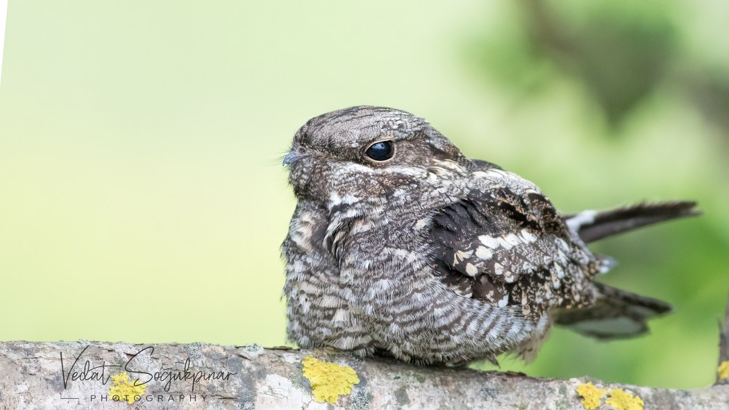 European Nightjar