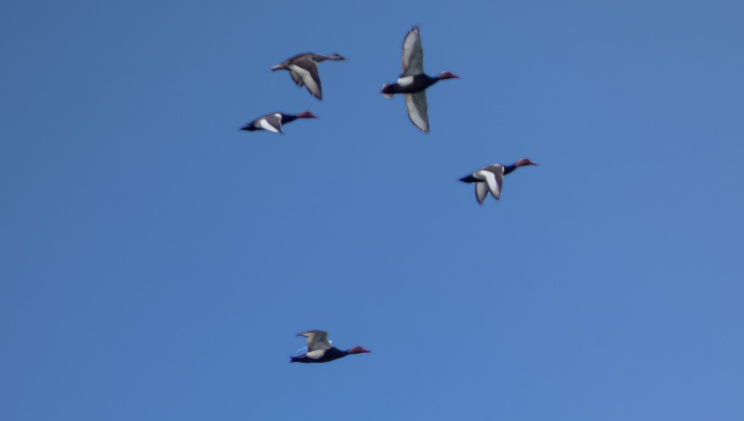 Red-crested Pochard