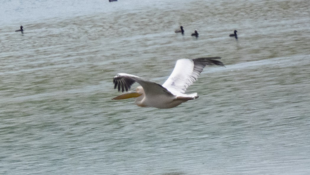 Great White Pelican