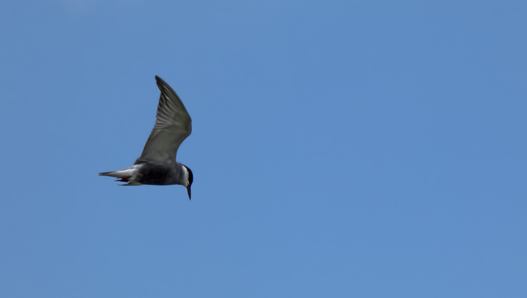 Whiskered Tern