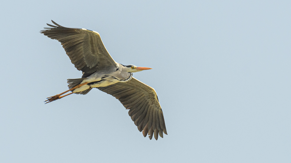 Grey Heron
