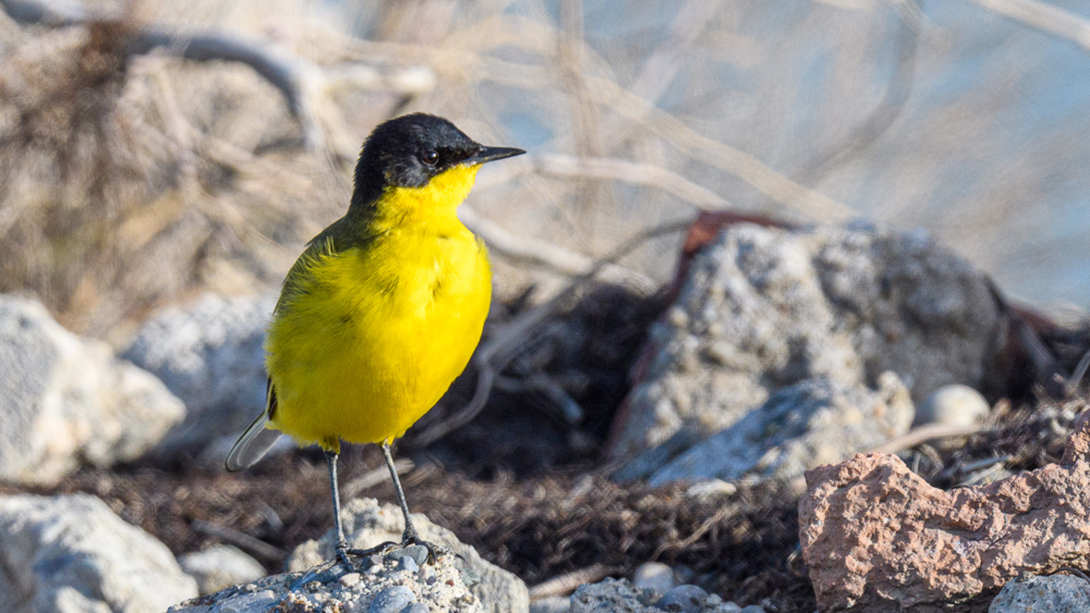 Western Yellow Wagtail