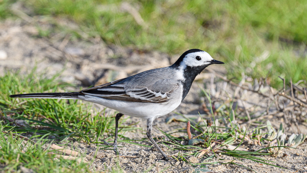 White Wagtail