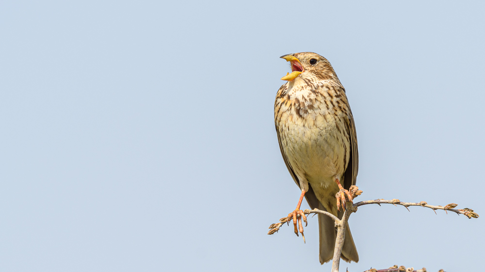 Corn Bunting