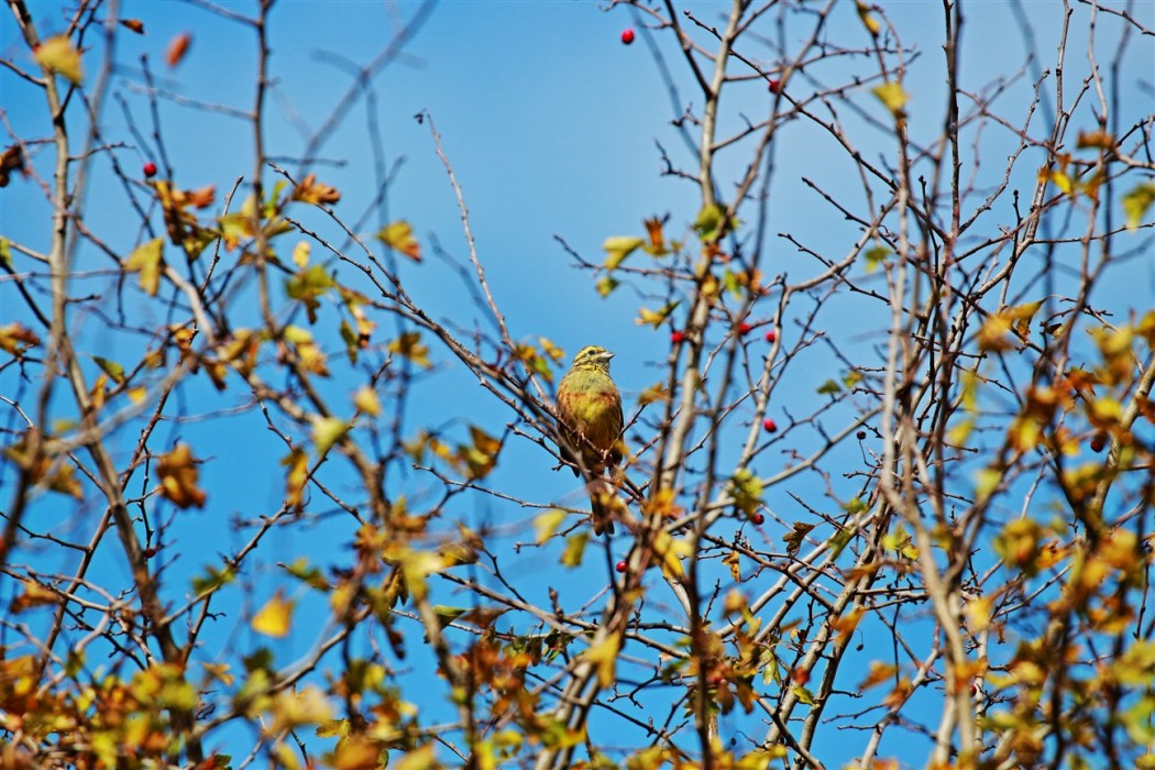 Cirl Bunting