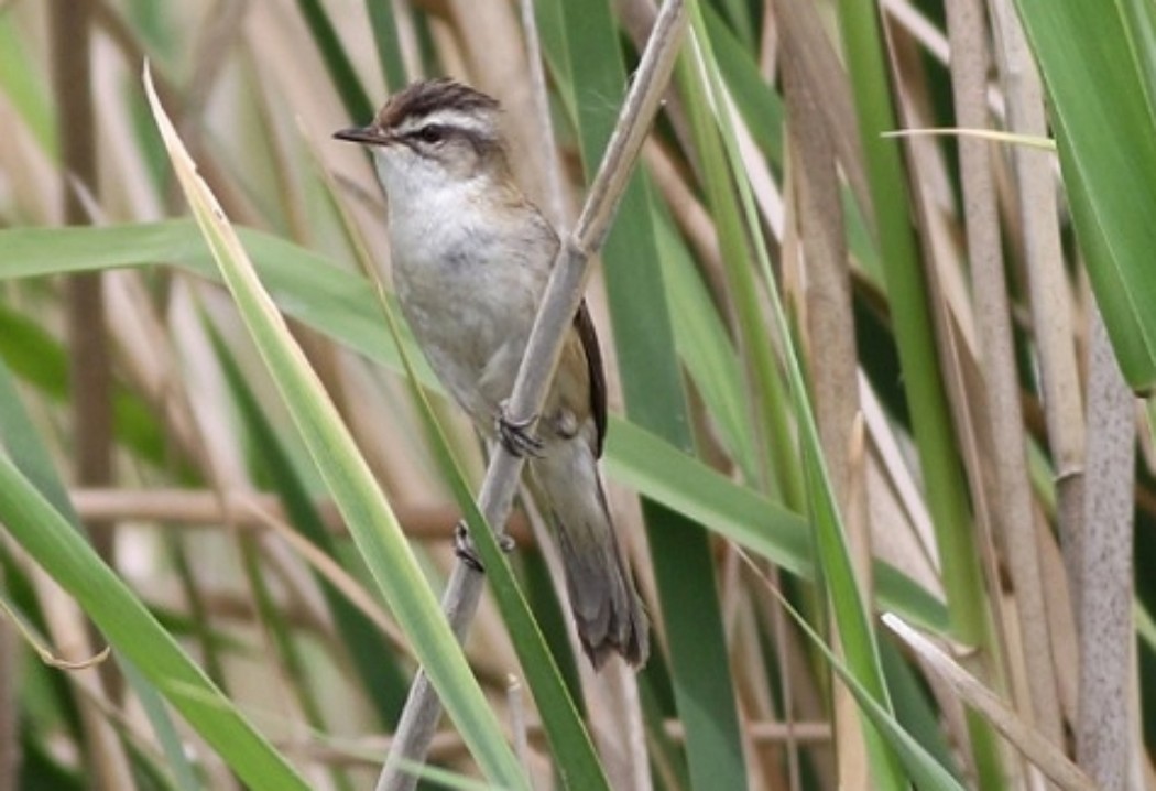 Moustached Warbler