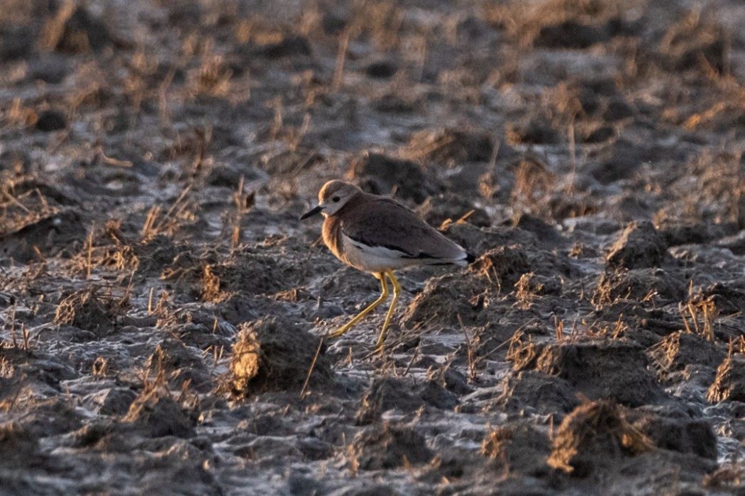 White-tailed Lapwing