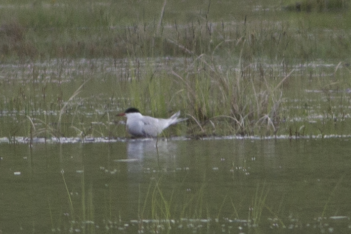 Common Tern