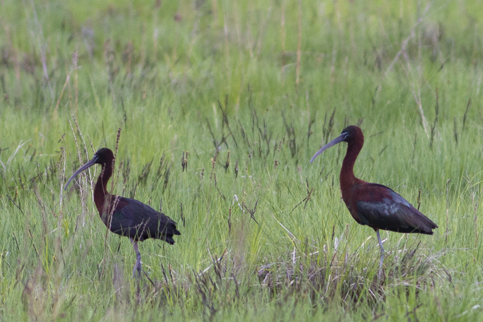 Glossy Ibis