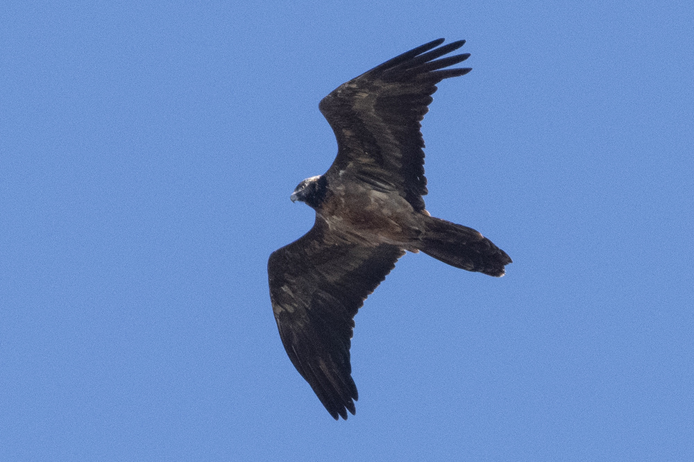 Bearded Vulture