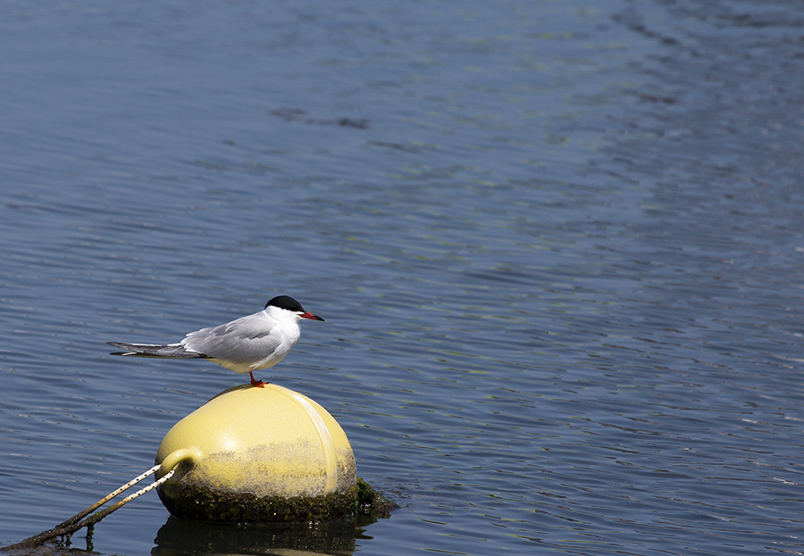 Common Tern