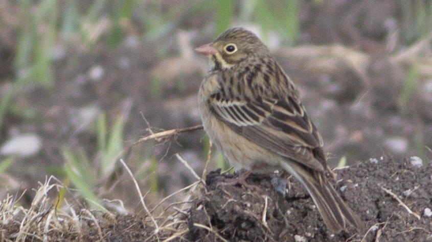Ortolan Bunting