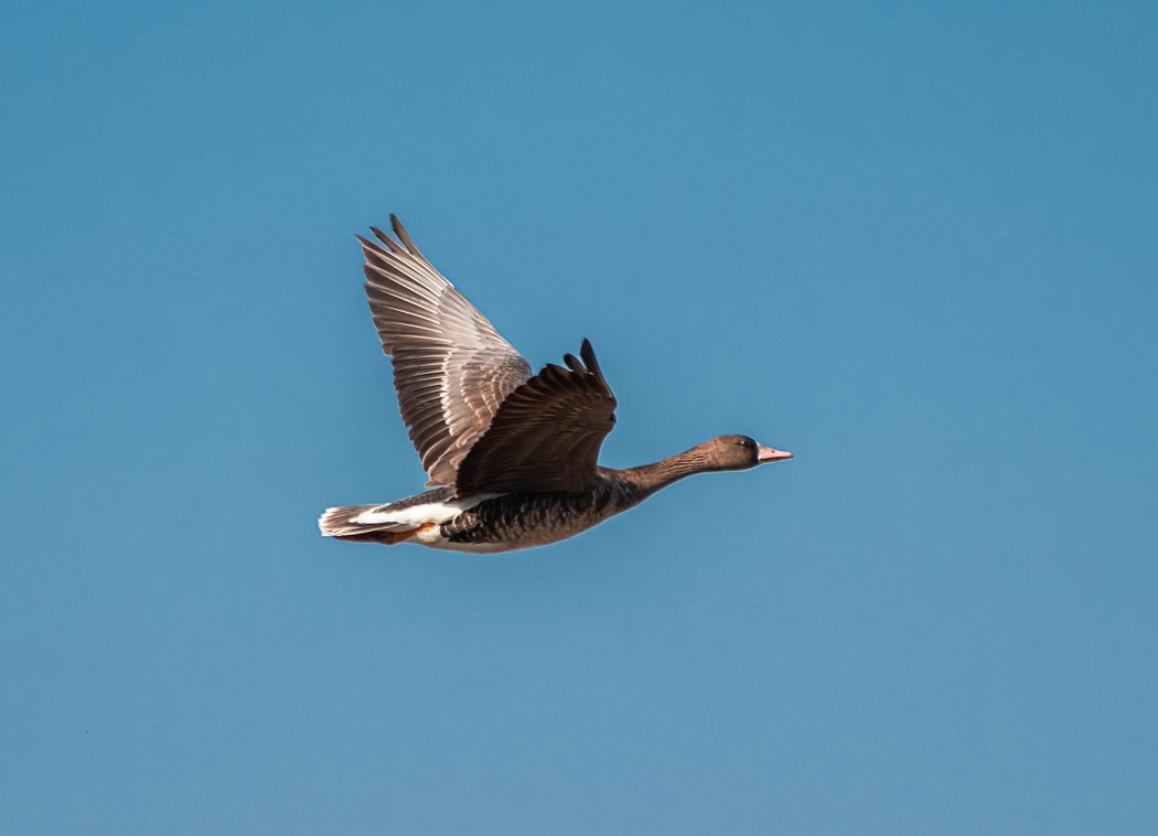 Greater White-fronted Goose