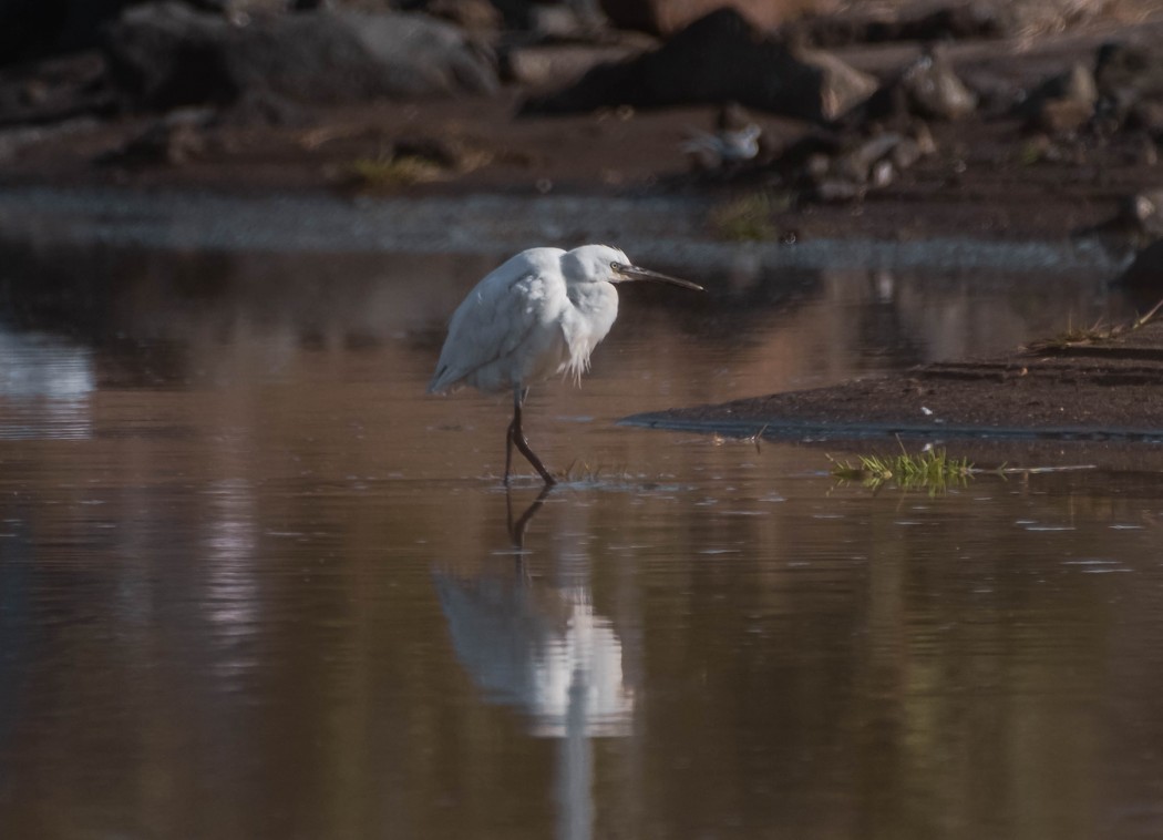 Little Egret