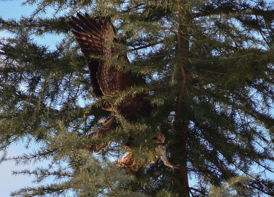 Common Buzzard