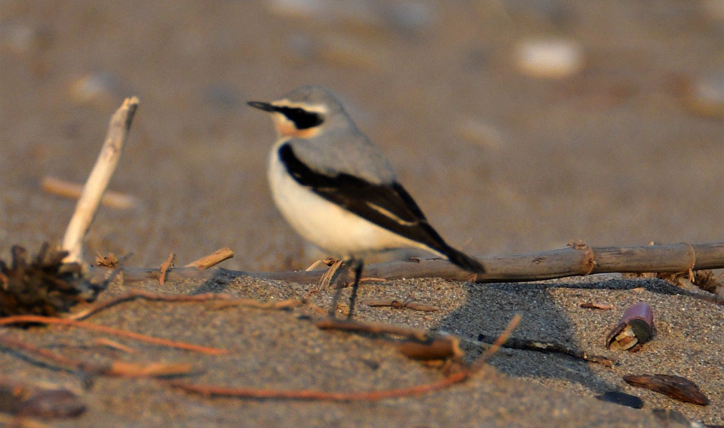 Northern Wheatear