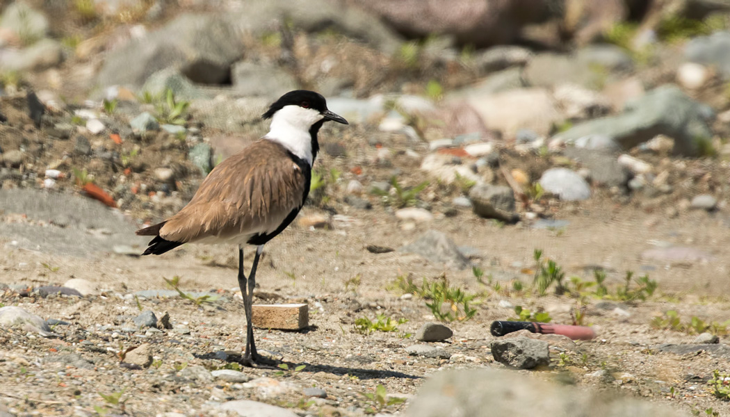 Spur-winged Lapwing