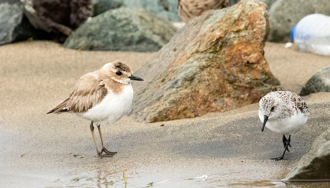 Greater Sand Plover