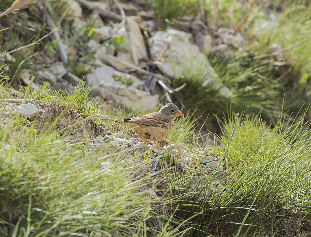 Grey-necked Bunting